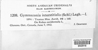 Gymnoconia interstitialis image